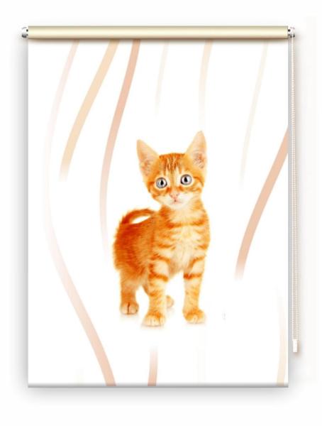Rollo Bella vertic Katzenbaby, Rollo, Motivrollo, Rollo mit Druck, Fotorollo, bedrucktes Rollo, Fensterrollo,verdunkelndes Rollo, Sonnenschutz Rollo